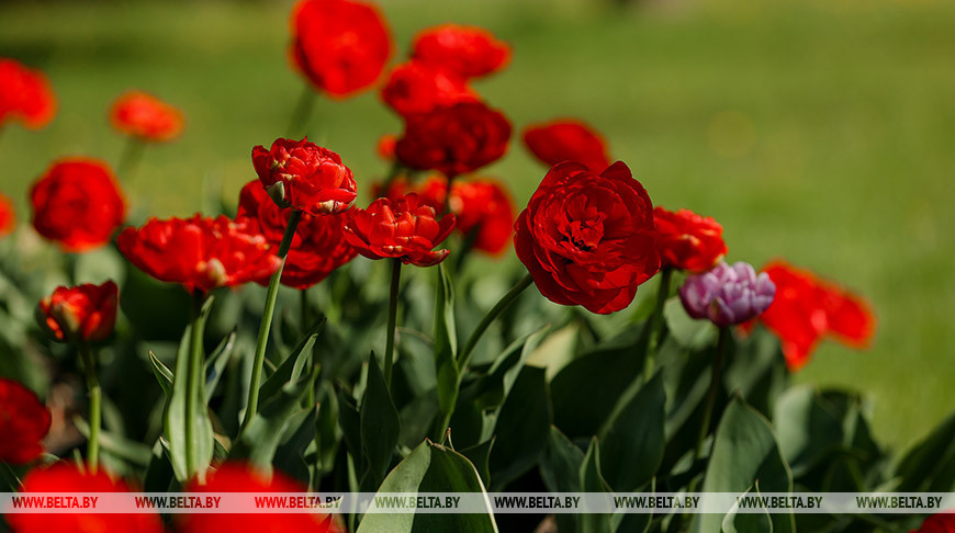 Схемы озелененных территорий общего пользования планируют разработать для пяти городов Брестской области
